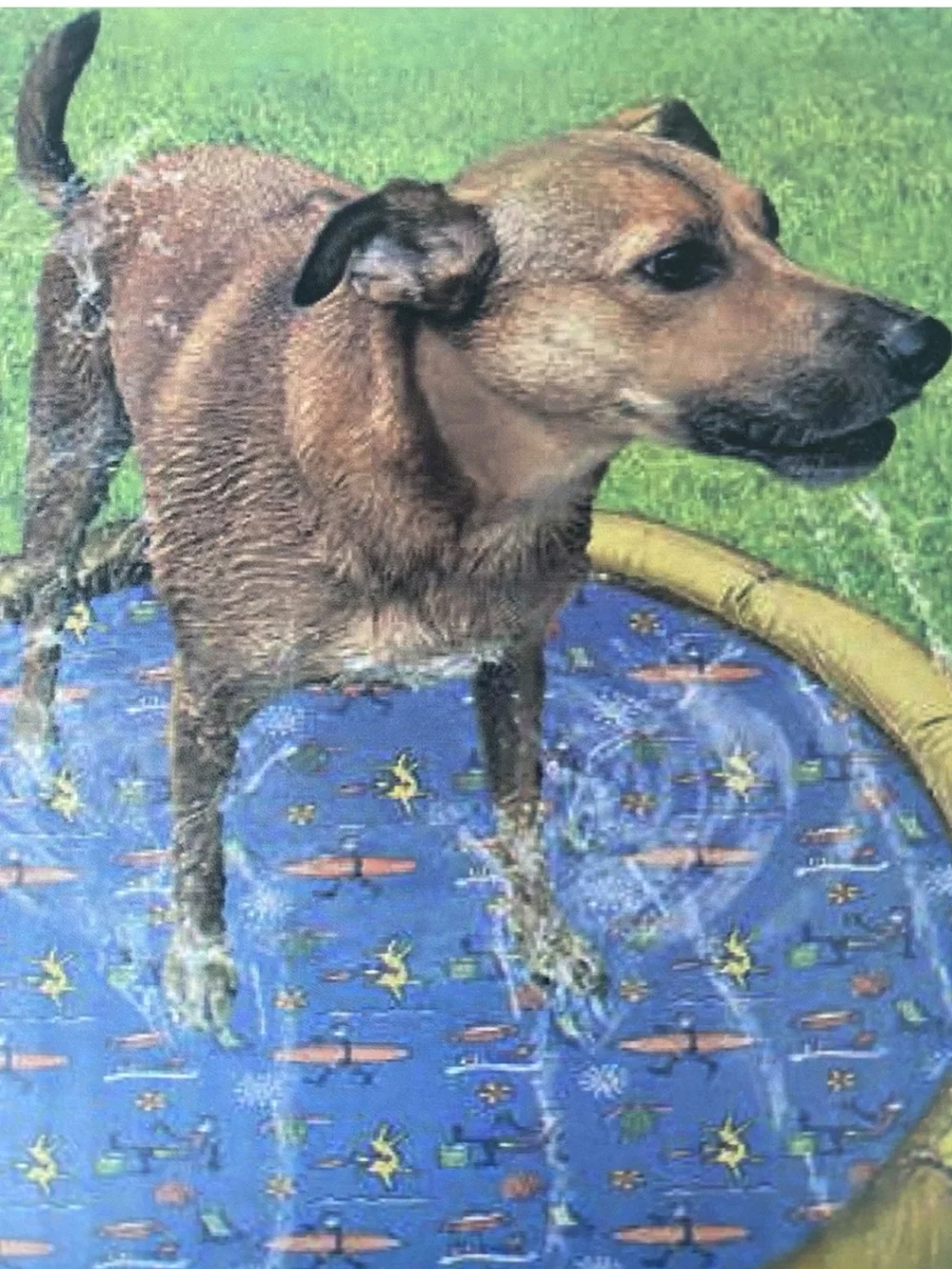Life is Good, Doggie Splash Pad Mat Sprinkler Pool, S/M Dogs, Claw Resistant